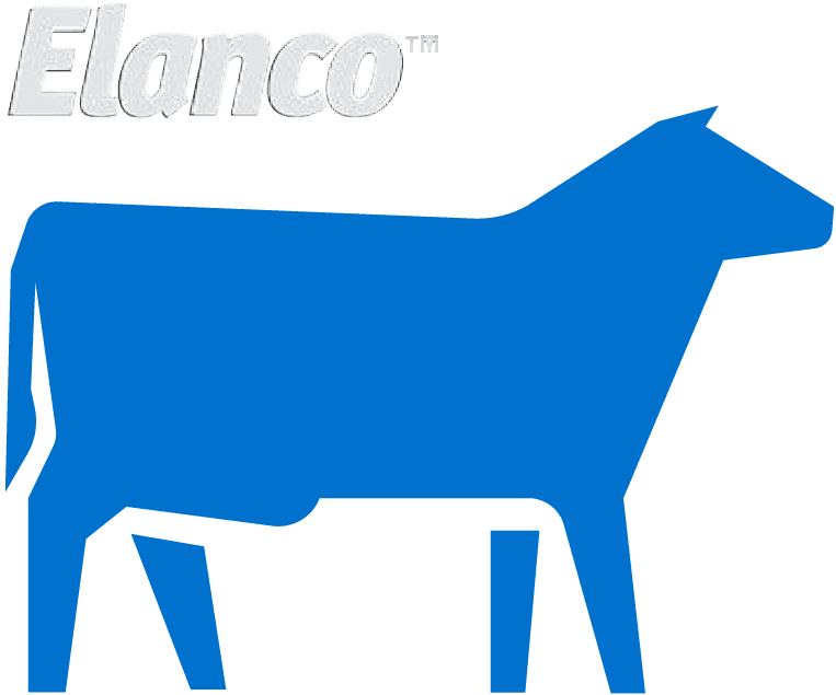 Cow Day